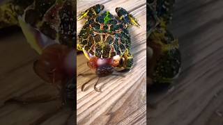 Frog and crab funny fight 😂 #shortvideo #youtubeshorts