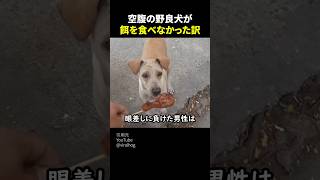 空腹の野良犬が餌を食べなかった理由 #感動 #いい話 #ほっこり #動物 #shorts #やさしい世界