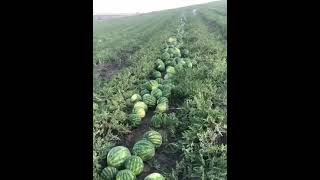 Сезон арбуза открыт . Как растут арбузы. 🍉