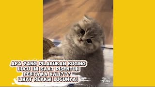 Apa yang dilakukan kucing lucu ini saat disentuh pertama kali??? Lihat reaksi lucunya! 🙀