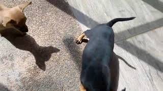 pinscher latindo bravo - pinscher latindo alto - cachorro pinscher latindo - pinscher 0 latindo