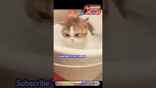 cat lovers /funny clips