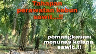 Menunas / pruning perkebunan kelapa sawit...