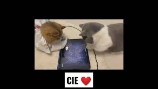 QUALITY TIME❤️ #shorts #cats #funnyanimals #funnyvideos