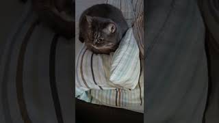 Обожаю свой возраст #кошкалюська #cat