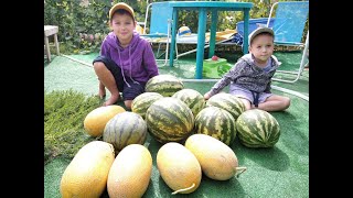 Взвешиваем арбуз прививашку