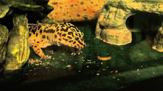 Leopard Gecko attacks meal worm