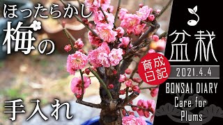 ほったらかし梅の手入れ（花摘み・剪定・植え替え） 【Bonsai diary 盆栽日記 3/14】初心者の簡単盆栽の作り方 育て方 Plum Flower Picking EOS R5撮影