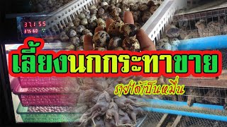 เลี้ยงนกกระทาขาย | สร้างรายได้หลักหมื่นต่อเดือน |