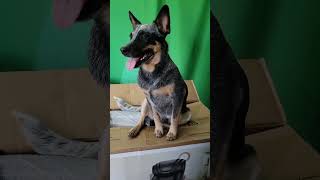 Sully Helps With The New Chair #australiancattledog #blueheeler #dog