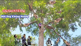 ÁM ẢNH Cây Sao Cổ Thụ 11 Tổ Ong Khủng Nhất Cồn. HAUNTED Ancient Star Tree with 11 Giant Beehives