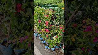 Paper flower plants online sell very cheap price muchisha market