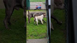 When She Flagging She Ready Pt 2 #americanbully #shortvideo #dog #pitbull #shorts #animals