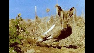 TAVŞAN AVI 2019-2, Özkanlar FX 17 Hare Hunting, заяц охота,Caccia alla lepre,أرنب صيد