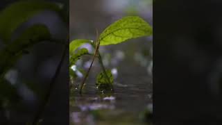 suling kampung masa kecil #shorts #news #viral #nature #relaxation