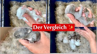 NESTKONTROLLEN Tag 12&9 /der VERGLEICH zwischen den Babys/Kaninchenbande