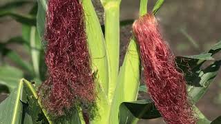 corn growing technology with walking tractor