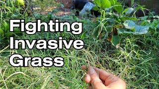 Fighting A Garden Invader |  Removing Crabgrass and Other Weedy Grasses