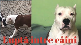 Joaca între câini  | Oscar si Jojo 🐶