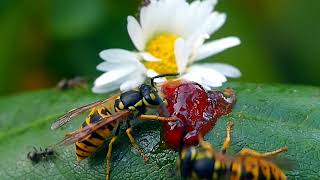 Ameise verteidigt ihr erdbeermousse gegen Wespe Aufgenommene Makro Einstellung von W.Kempert