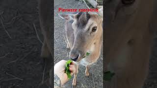 pierwsze czereśnie i daniel łasuch na witaminki 🦌🍒 #majówka  #daniele #jelenie #owoce #deer #hunting