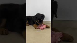 THE CUTE DOG EATING FOOD MOMENT #short #cutedog #dog #tiktokt #funny #moment