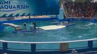 Miami Seaquarium - 7/15/2015