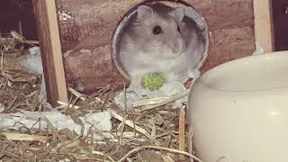 Hamster ♡ (Musik #alfredheinrichs)