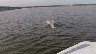 Sunday boat ride Dolphfriend