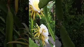 Dragon Fruit Flower #viral #trending #shortvideo