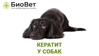 Кератит у собак