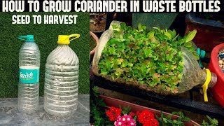 How To Grow Coriander in Waste Bottles (With Updates)