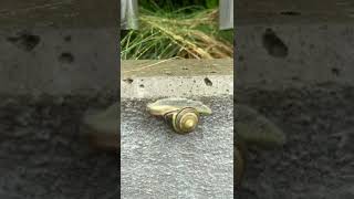 #SHORTS#SNAIL