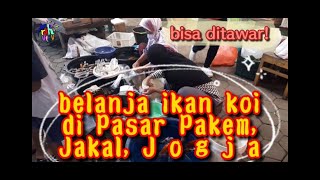 harga koi di pasar tradisional