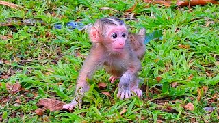 Very Cool..After the rain mama LOUY leave newborn Lexi walking on the grass field alone