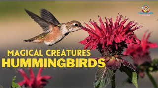 Magical creatures | Hummingbird | Teacher aide | Australia