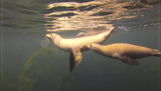 Sea Lions @ Santa Barbara Island