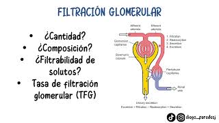 HISTOFISIOLOGÍA RENAL DÍA 2 FILTRACIÓN GLOMERULAR Y MECANISMOS DE CONTROL