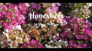 Honeybees in Slow Motion Vol.1 (DJI Pocket 2 - slow motion 1080p 8x)