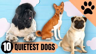 The Top 10 Dogs that bark the least