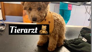 Twix beim Tierarzt ♥️/ Twix the toy poodle 🐩