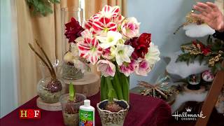 AMARYLLIS CARE:  How to Select, Plant, Grow, and Cut AMARYLLIS Flowers 🌿 Shirley Bovshow