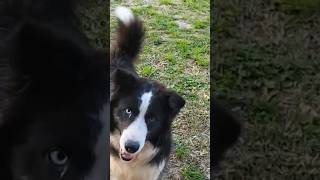 his name is Pickles and he requires your attention #bordercollie #straydogs #friendlydogs #cutedogs