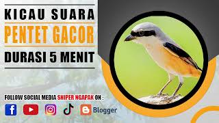 SUARA BURUNG PENTET ASLI HUTAN KALIMANTAN