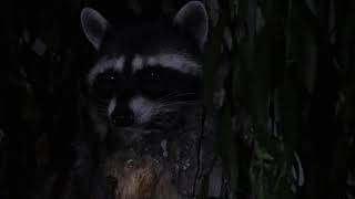 Mother Raccoon Communicates With Her Young Ones In Our Willow Tree