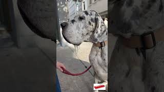 Romy the Great Dane LOVES icecream🐾🍦