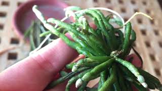 Yikes! Spikes! Orchids that are Preparing to Bloom