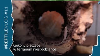 WOW! WYBRALIŚCIE ZWIERZĘTA DO MOJEGO TERRARIUM!!!