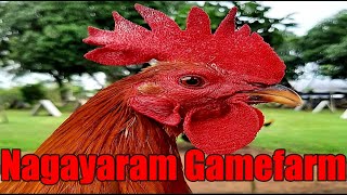 Lets Visit The Farm Of Nagayaram Gamefarm