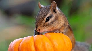 Squirrel Steal My Halloween Pumpkin 😂 ASMR